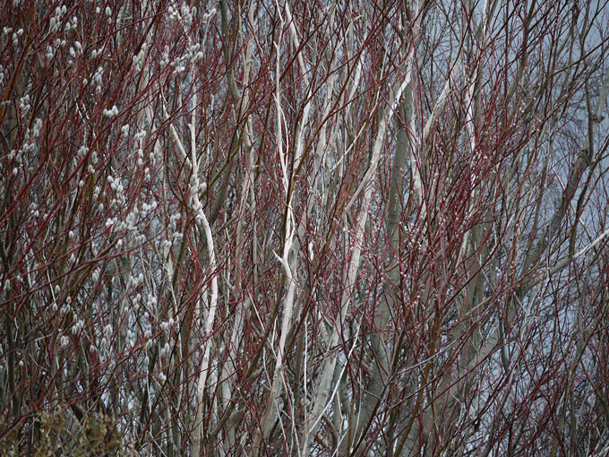 birch & willow 05.jpg